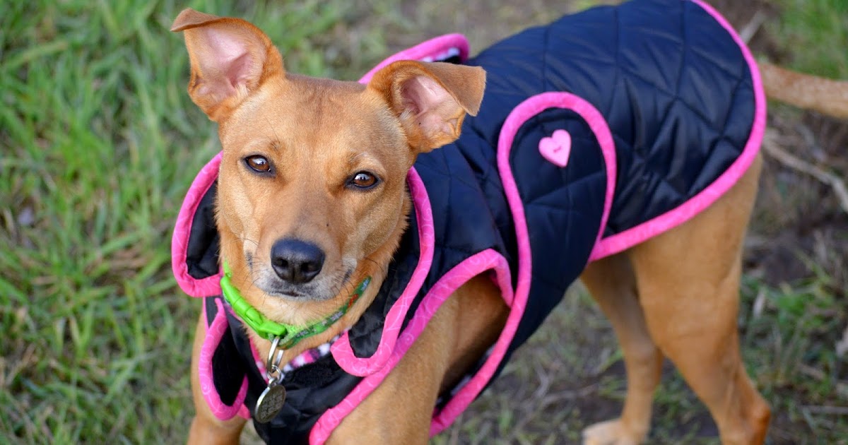 ZoePhee It's okay to put a coat on your dog, really.