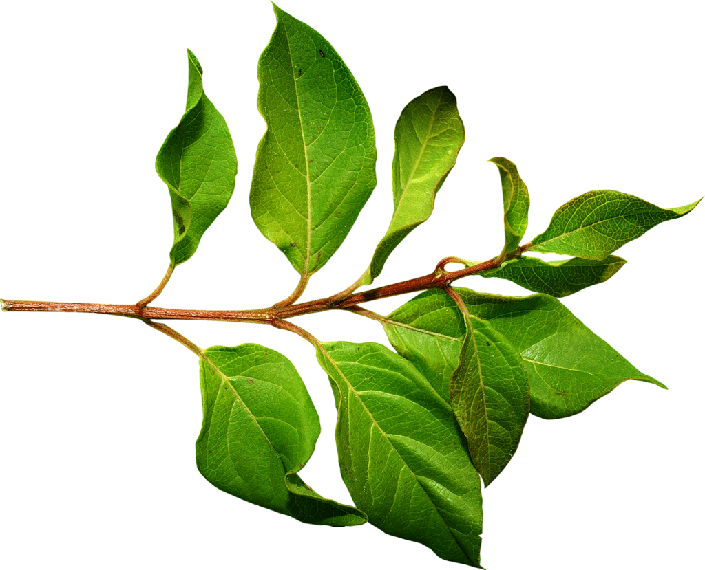 Bem Fácil PNG : Folhas secas e verdes PNG