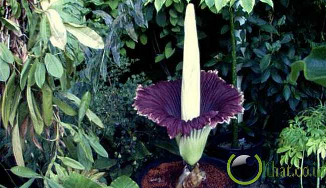 Amorphophallus Titanum Amorphophallus Titanum