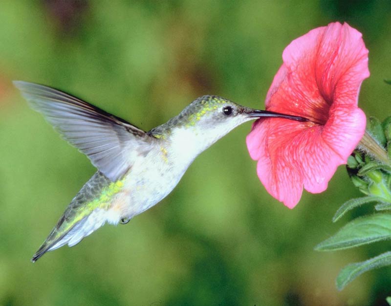 Whispering Hills Nursery Blog Hummingbirdfriendly plants