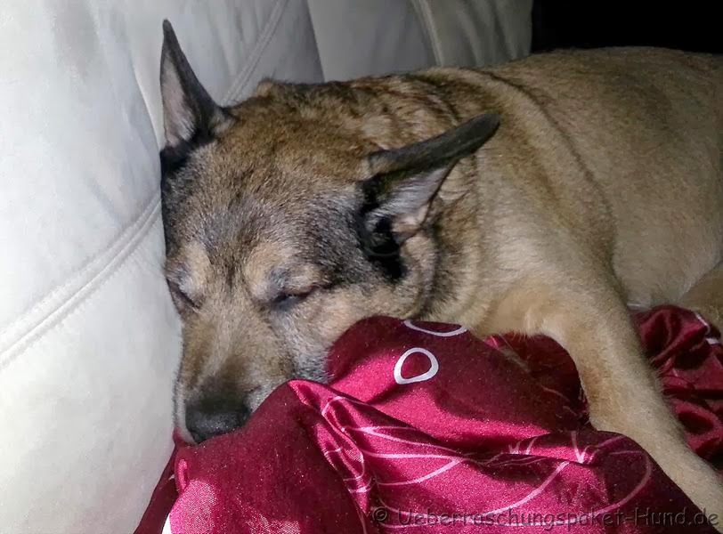 Überraschungspaket Hund ein Hundeblog der zeigt, wie unterschiedlich