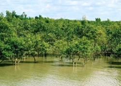 Sundarban rich with natural habitat and beautiful forest travel to Sundarban with special travel guide