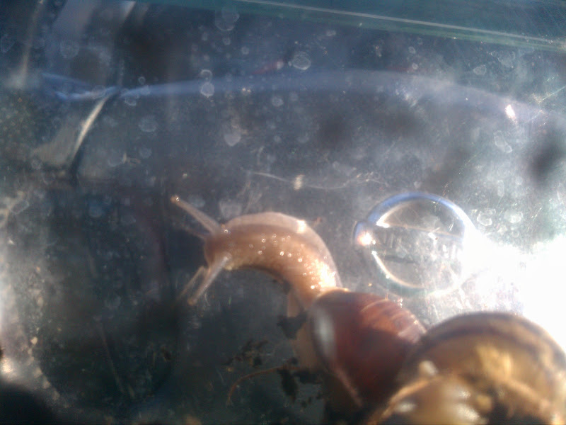 PlayBased Classroom Our New Classroom Pet Snails
