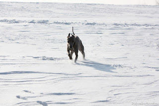 Italian Greyhounds winter