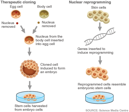 cloning stem cell cells therapeutic process into transplant hair techniques embryo bbc why kids develop body careers different future done