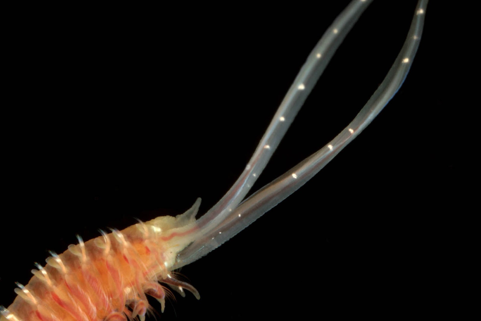 Real Monstrosities Spionid