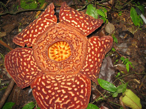 The Rafflesia Flower