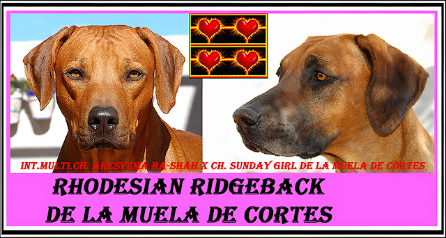 Rhodesian Ridgeback, camada prevista 2013