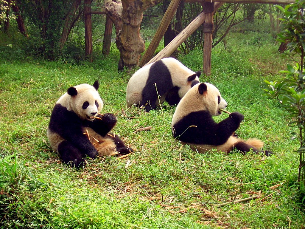 panda panda