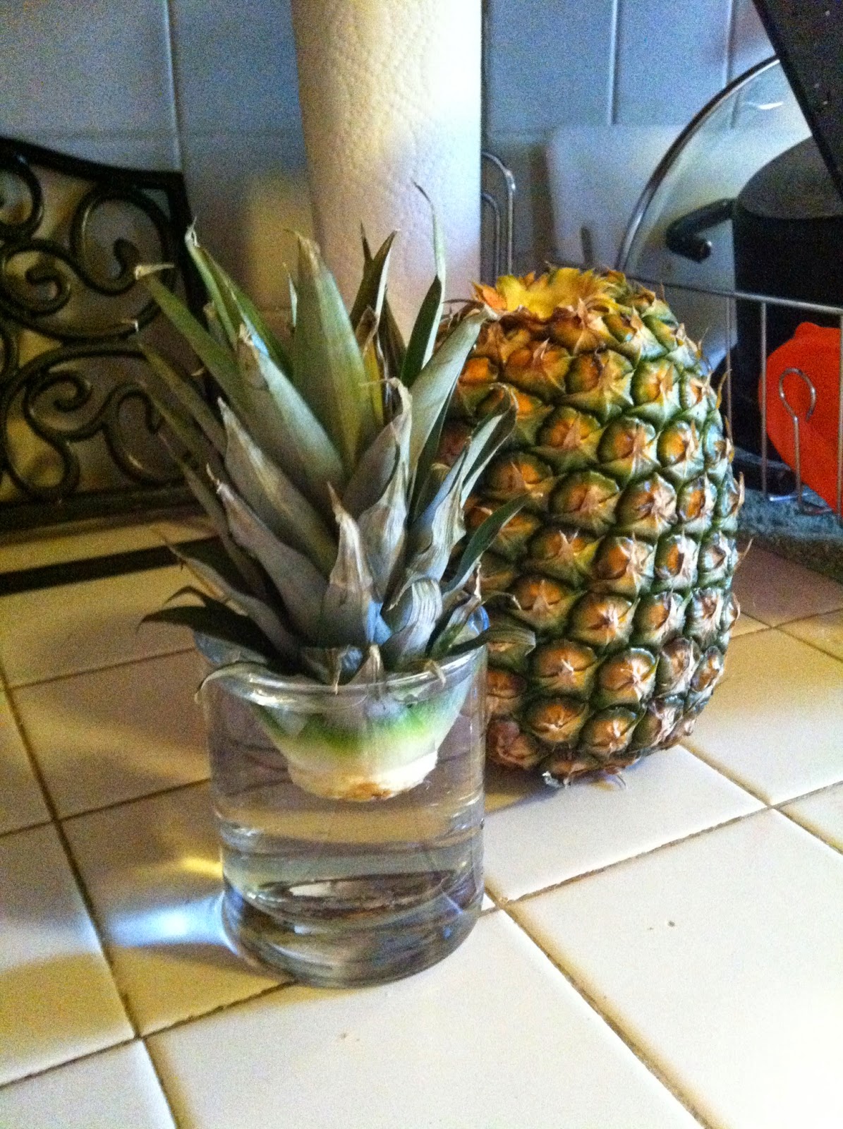 All Things Walker Grow your own Pineapple