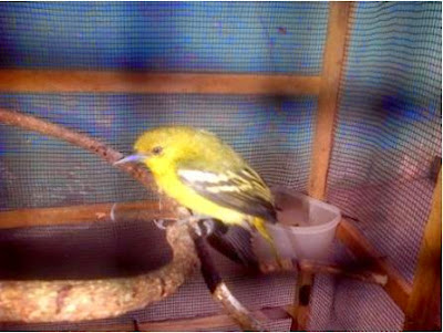 Gambar Burung Daun ( Cucak Hijau ) Palembang