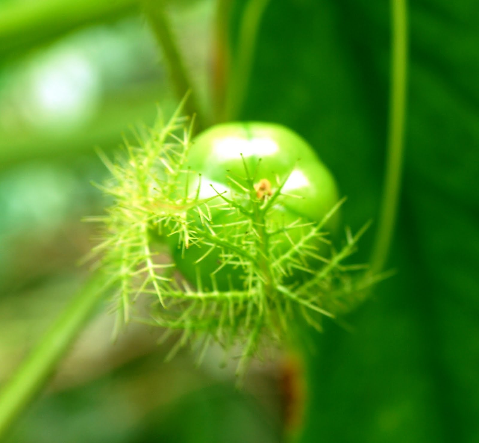 Pak Idrus�s Blog&hellip; The creeper plants&hellip;