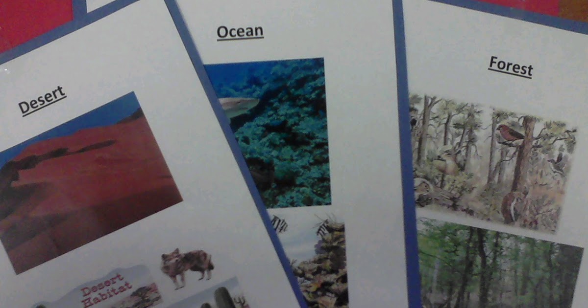 Miss. Llewellyn's Kindergarten Animal Habitats