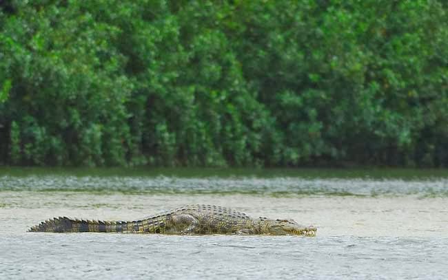 Saltwater Crocodile, Buaya Air Asin