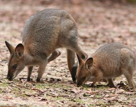 wallaby unique animals kangaroo smaller 6ft although individuals generally reach tall known than been some