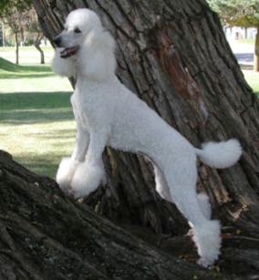 poodle pet dog poodle pets dog hound canine pooch hundur animaux de compagnie Haustiere de companie husdjur domaci kucni ljubimci animals domestics maskotak puppy puppies breeds