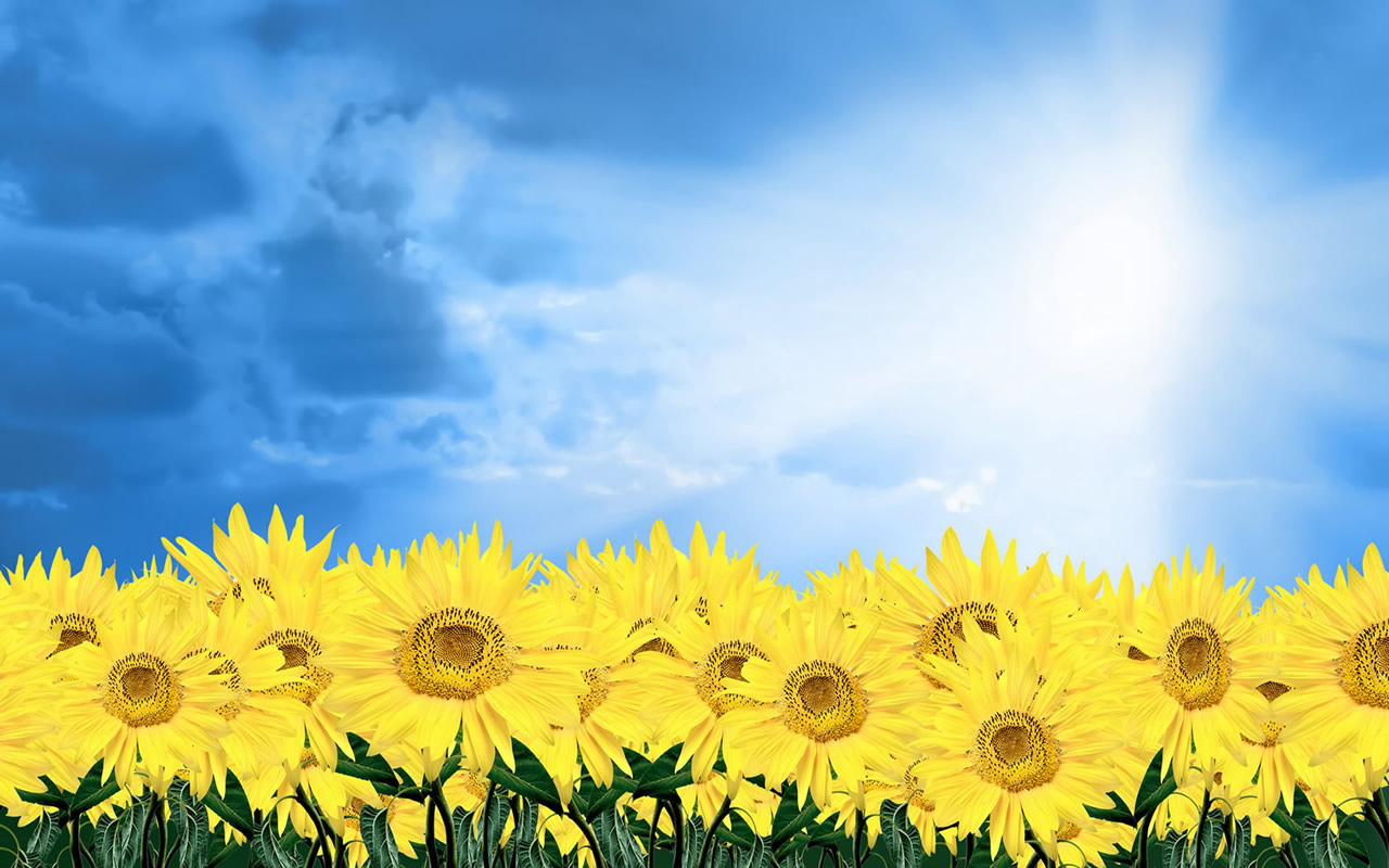 http://4.bp.blogspot.com/-fTu8G37XQmE/Tv786vVkADI/AAAAAAAAB3g/_0eI_Uj4A_Y/s1600/hd-flower-wallpaper-1280x800-0912060.jpg