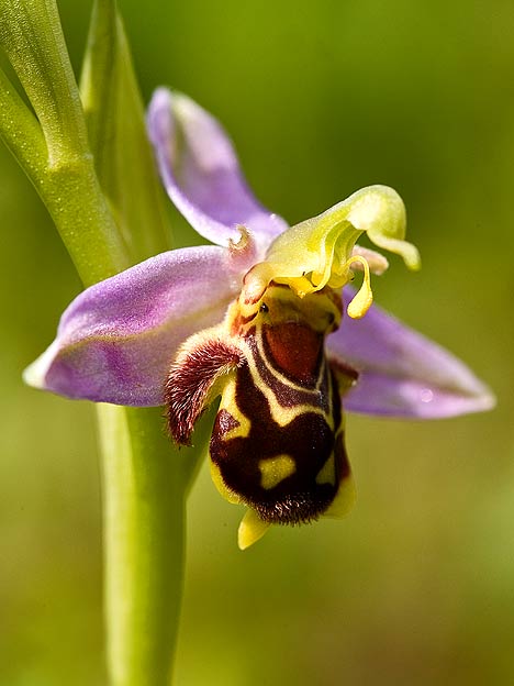الزهور التي تخدع ذكر النحل Orkida+01