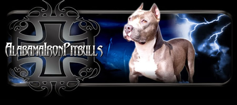 XXL Pitbull Puppies for Sale, XXL Pitbull Kennels