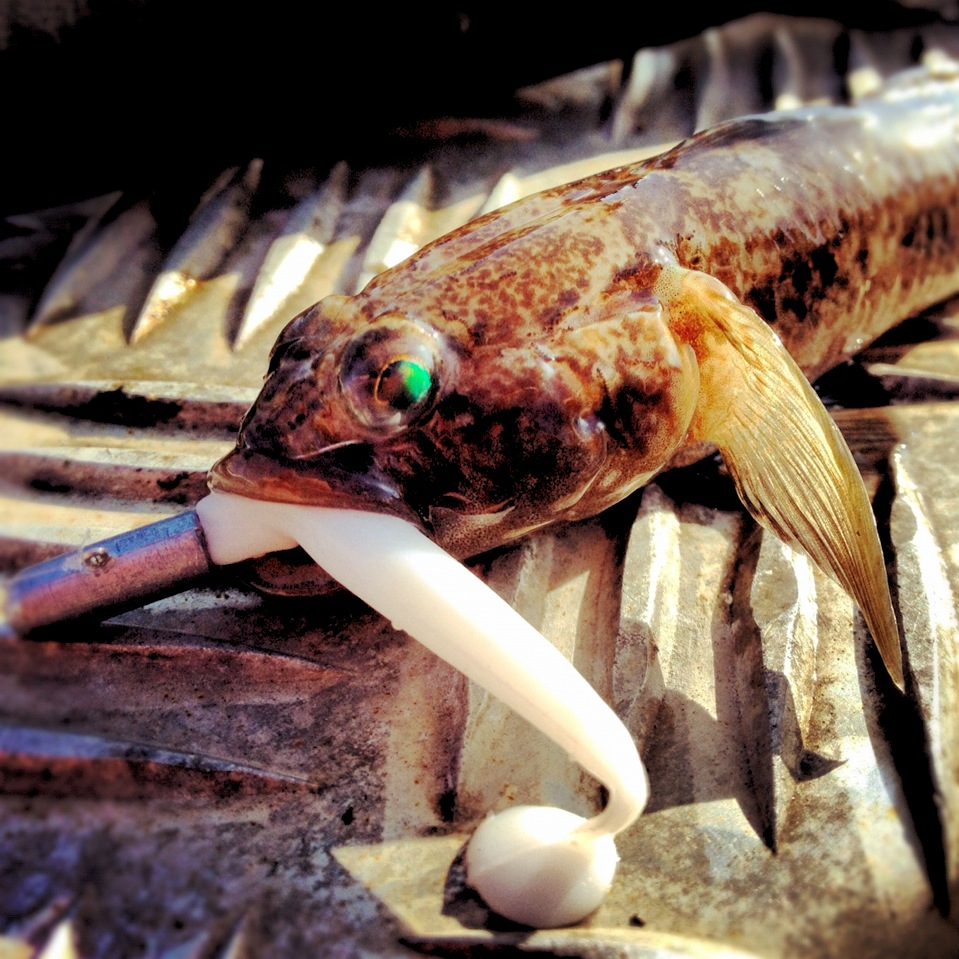 Next Generation Angling. Hot off the Press! HRF an BASS pros are