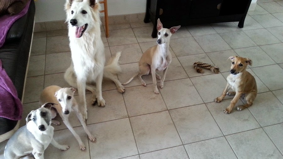 rencontre chien et chaton