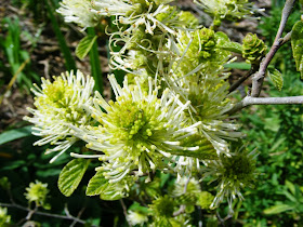 Gardening 101 Fothergilla Gardenista Sourcebook For Outdoor