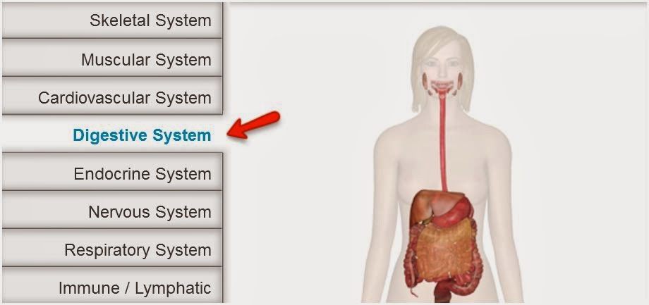 HUMAN ANATOMY