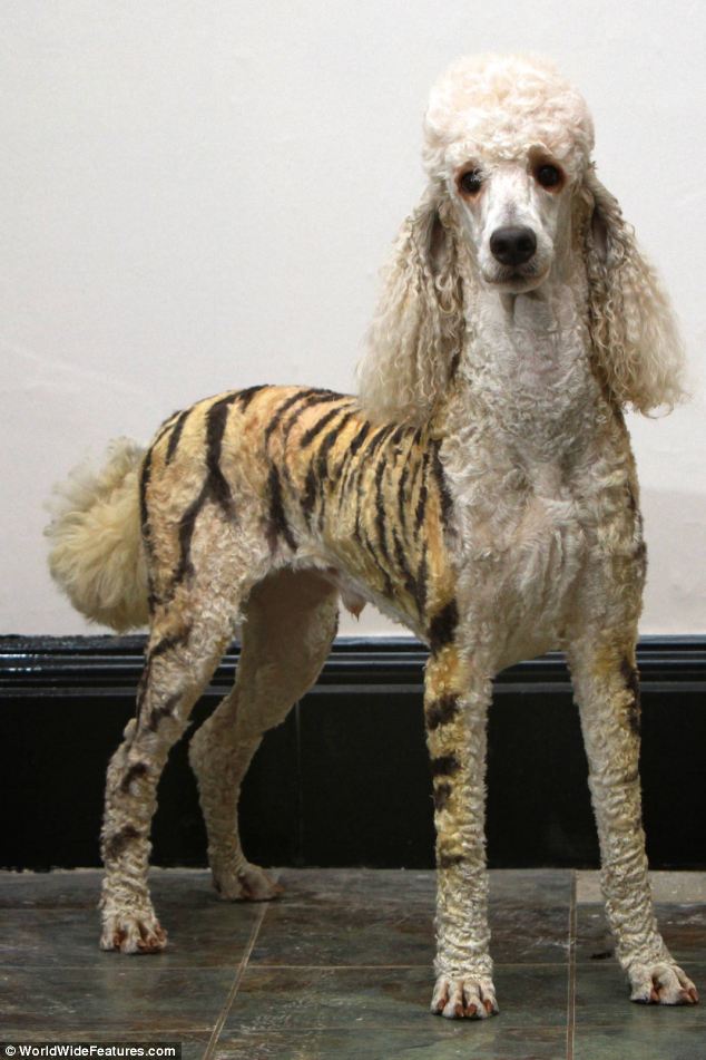 ForAnimalLover: It's the Tigoodle and the Zeboodle: Dogs transformed into  wild animals for pet grooming competitions