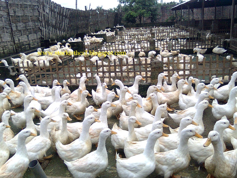ANALISA KEUNTUNGAN BUDIDAYA BEBEK PEDAGING SANGAT