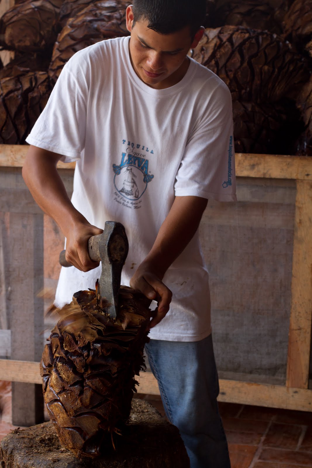 nancyophoto 105/365 Tequila factory tour