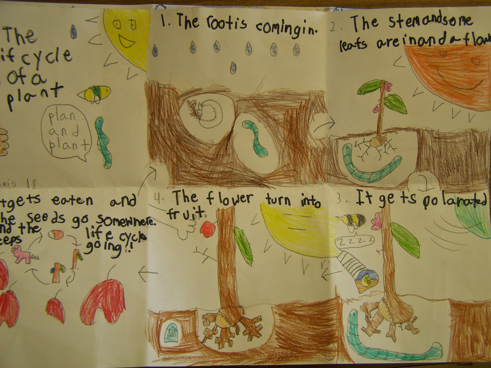 Mrs. Peterson's 2nd Grade: Life Cycle of Flowering Plants