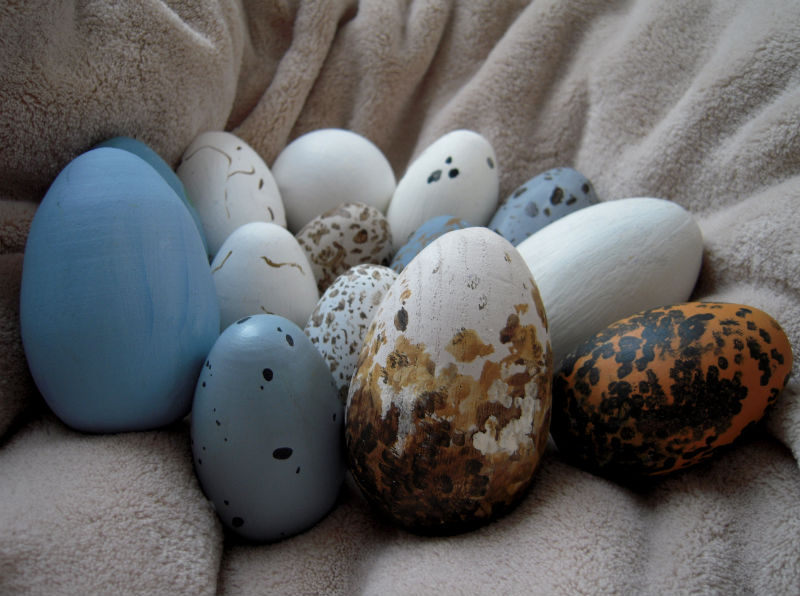 Marvelously Messy Wild Bird Eggs Great Eggspectations