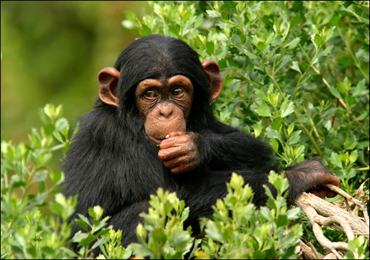 Gelada Vs Chimpanzee Diet