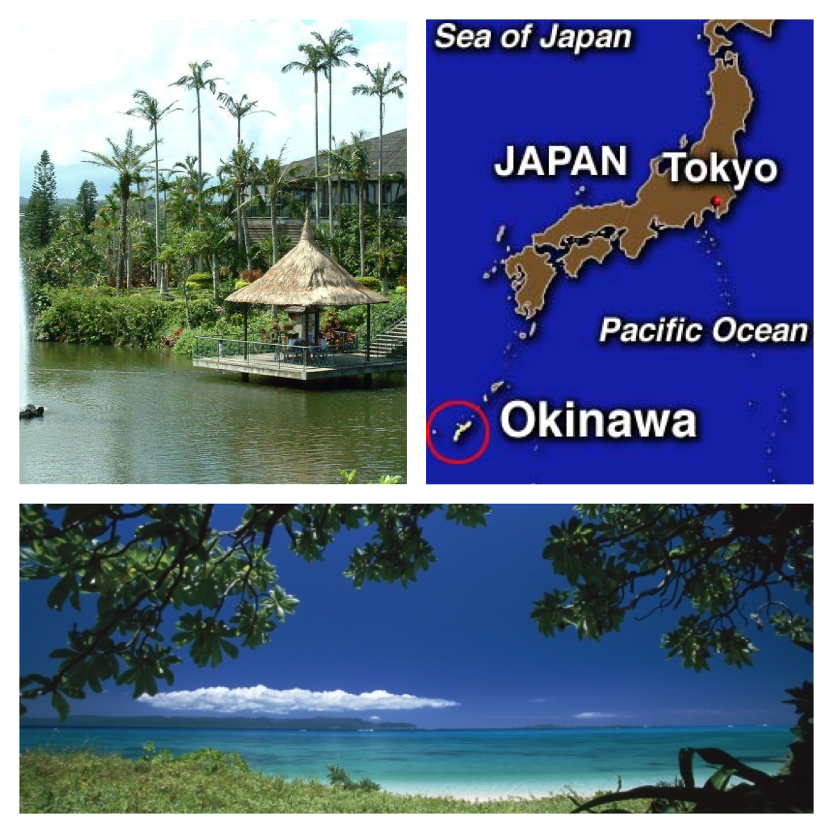 peppy NUTRITION Secrets of the Blue Zones