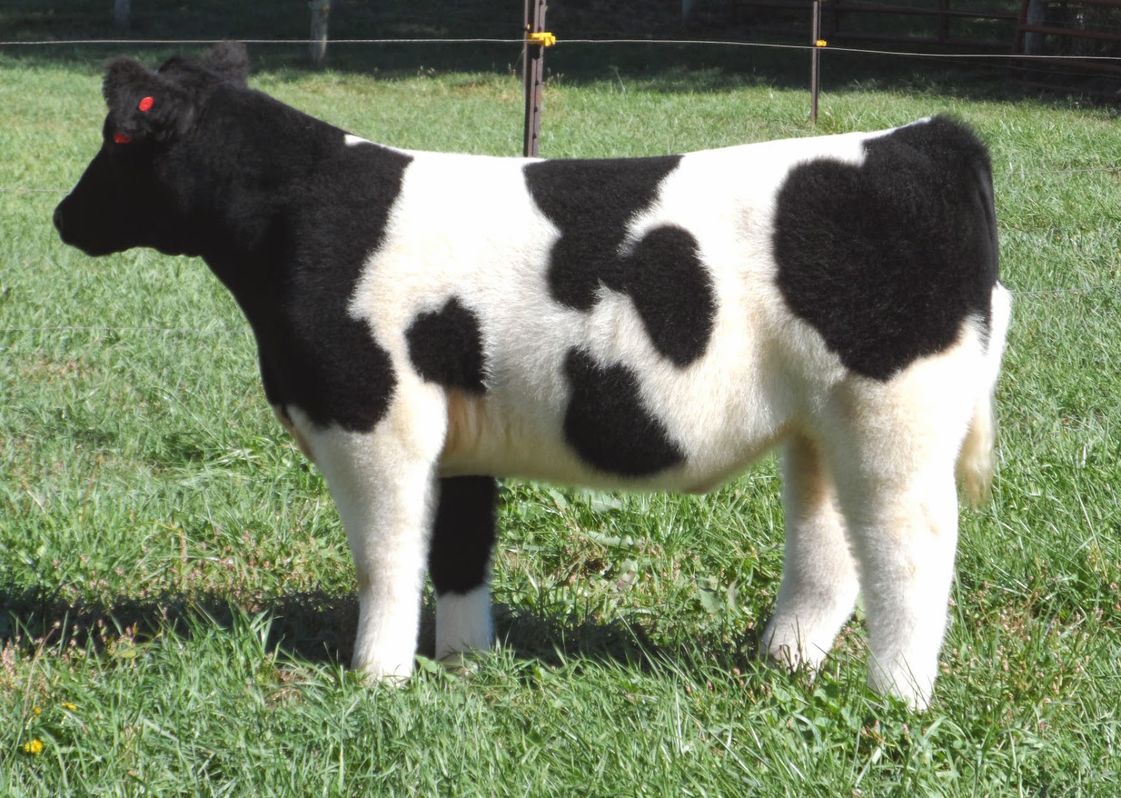 MITTAG Blog Hilbert Show Steers Sale