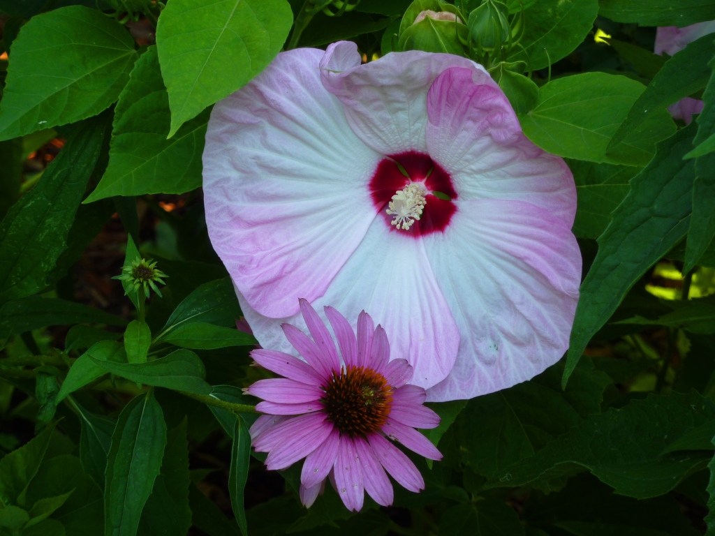 Nature and walks Pink A flower for cancer