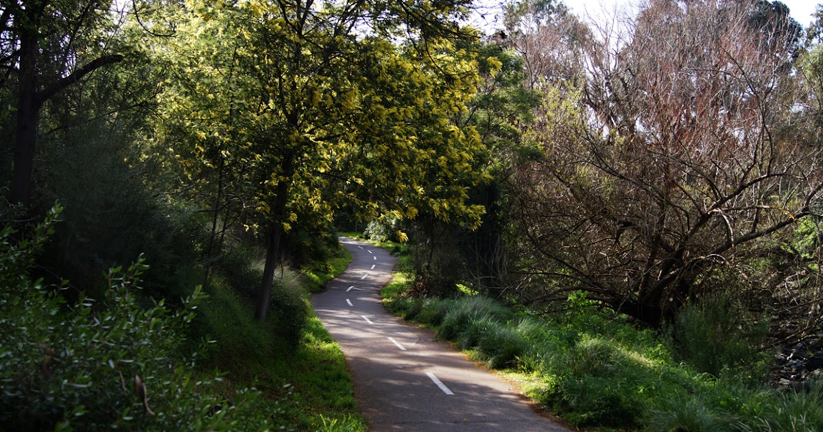 Melbourne Fresh Daily MELBOURNE STREET TREES 6