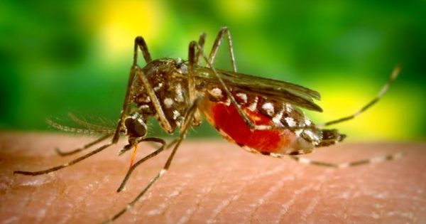 Natural na Panlunas!: Paano Malulunasan ang Dengue at ang ibang mga