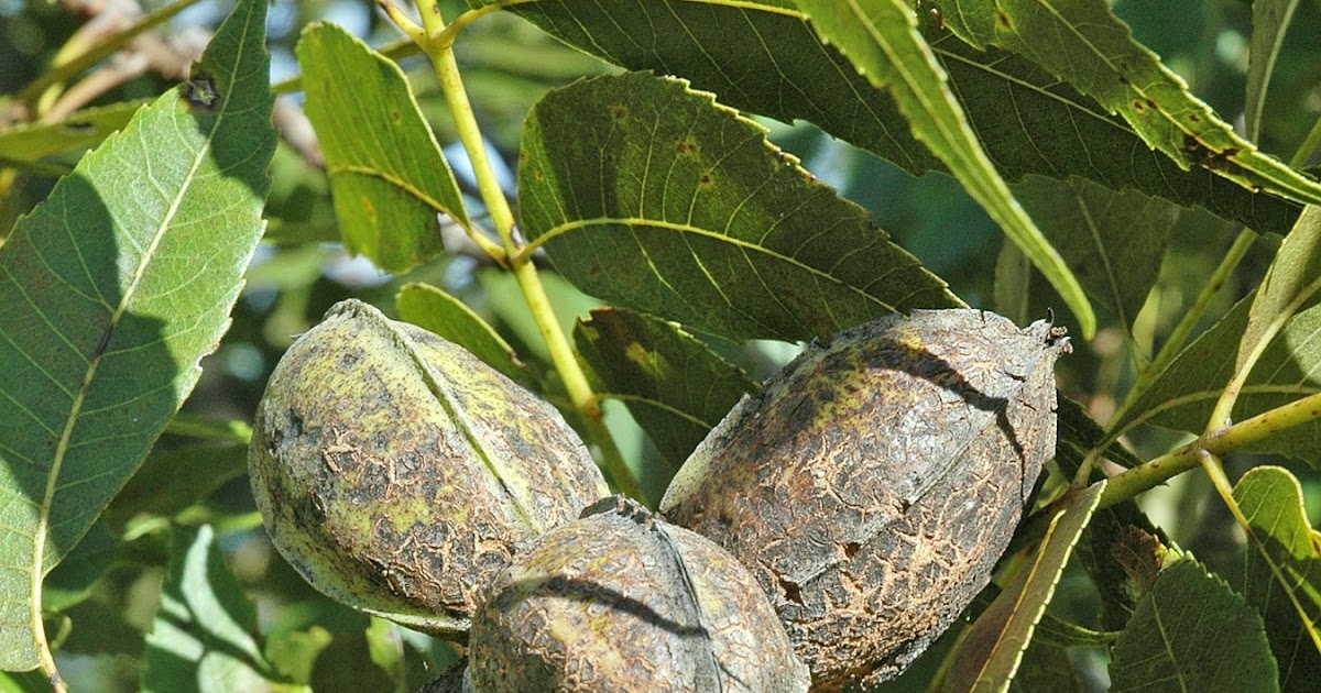 Northern Pecans Pecan cultivar yields The impact of pecan scab