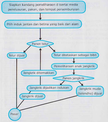 Bagan beternak jangkrik