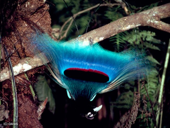 Burung Jantan Dihiasi Dengan Bulu Sayap Dengan Dominasi Warna Ungu Biru Sehingga Disebut Juga Dengan Cendrawasih Biru Burung Jantan Dihiasi Dengan Bulu Sayap Dengan Dominasi Warna Ungu Biru Sehingga Disebut Juga Dengan Cendrawasih Biru