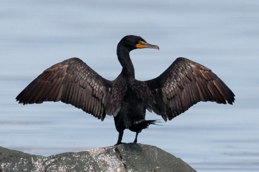 Cormorant Birds Info And Pictures All Wildlife Photographs