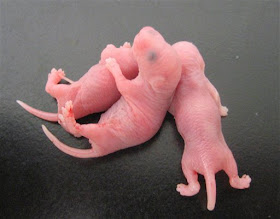 Baby Mice Wine (Korea, China) Baby Mice Wine (Korea, China)