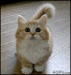 cat-fat-dancing-cat-gif.gif