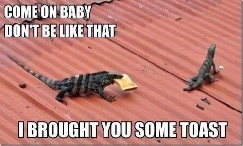 iguana lizard eating toast on a hot tin roof funny come on baby don't be like that lizard funny corrugated iron roof