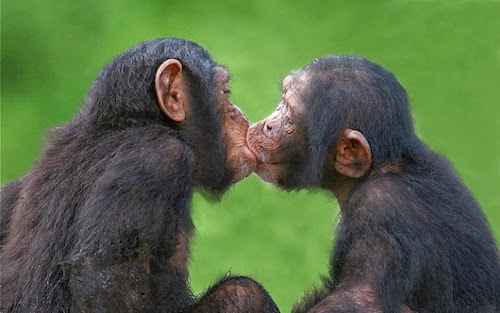 fotos animais adoráveis fofos se beijando beijo romântico Chimpanzés fotos animais adoráveis fofos se beijando beijo romântico Chimpanzés