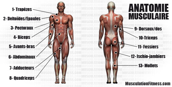 anatomie musculaire