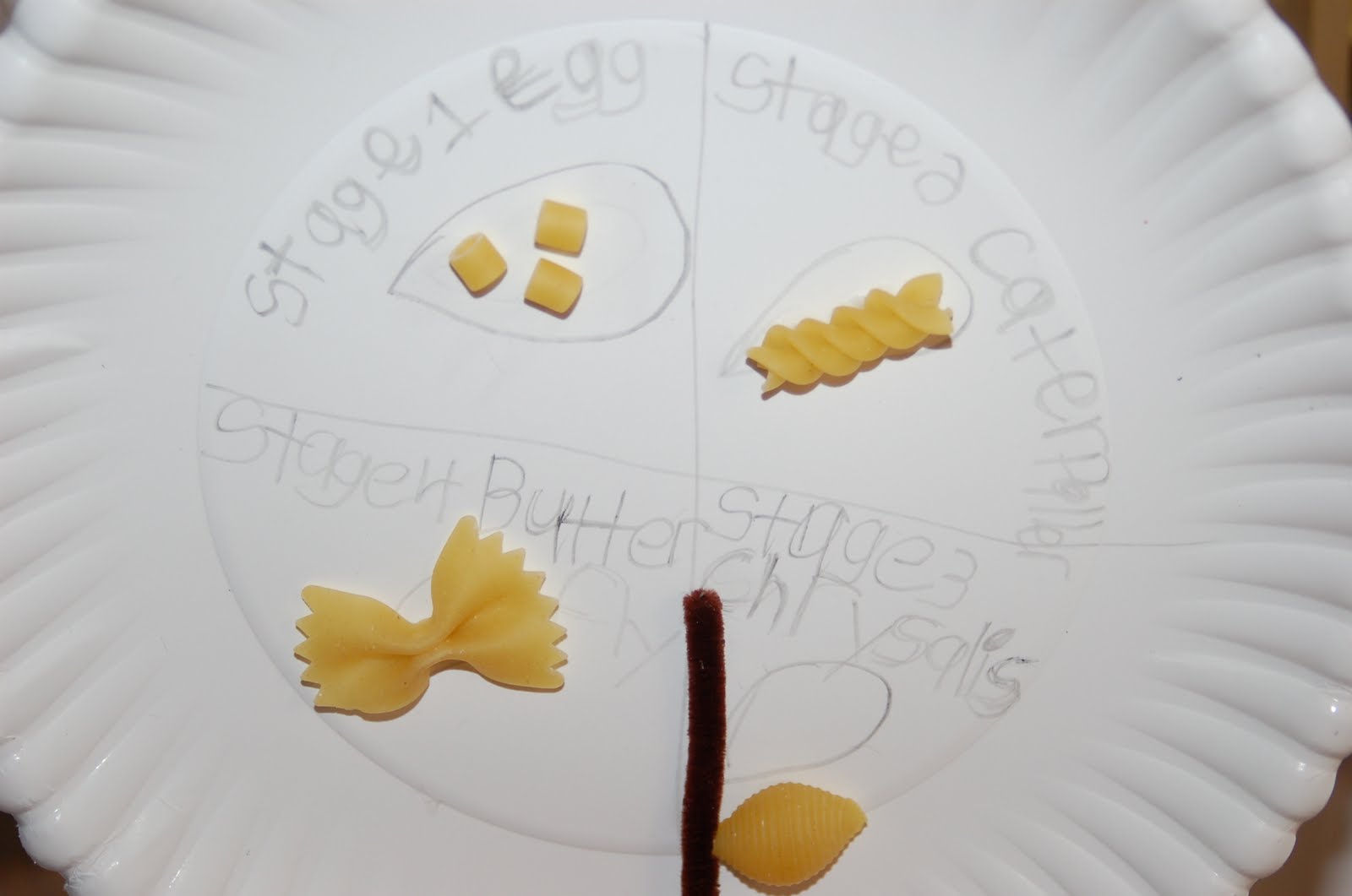 Cool Butterfly Life Cycle Noodles Craft