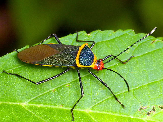 Incríveis fotografias de insetos em Macro