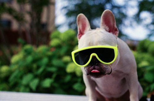 50 снимки на кучета със слънчеви очила